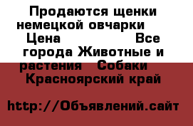 Продаются щенки немецкой овчарки!!! › Цена ­ 6000-8000 - Все города Животные и растения » Собаки   . Красноярский край